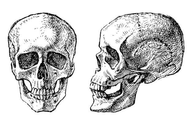 Handtekening van een menselijke schedel in profiel en een vectorillustratie van het hele gezicht geïsoleerd op wit