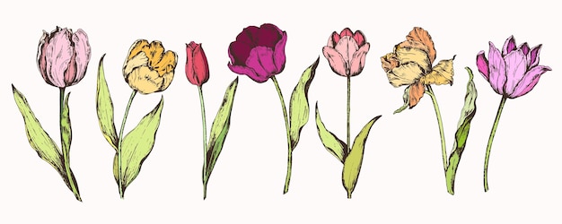 Handtekening van lentebloemen-tulpen instellen. vector illustratie