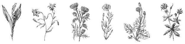 Vector handtekening van verzameling verschillende wilde bloemen geïsoleerd op witte vectorillustratie