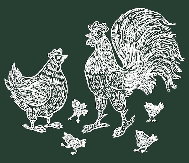 Handtekeningen van cartoon haan kip en kippen