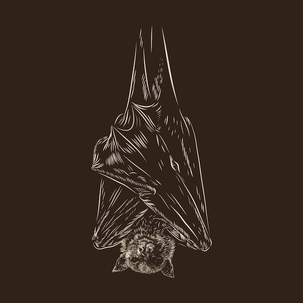 Hanging Bat sleeping vector illustration drawing