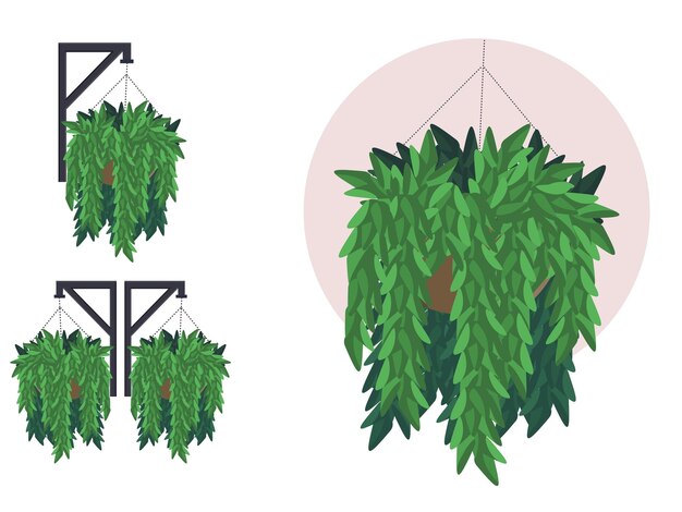 Vector a hanging plant illustration for a plant logo design or plant poster.