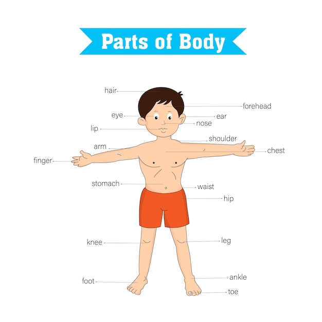 Anatomia delle parti del corpo di un ragazzo carino e felice