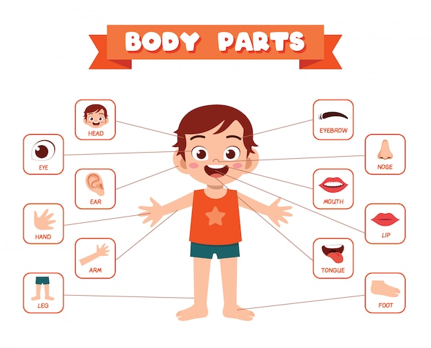 幸せなかわいい子供男の子の体の部分の解剖学