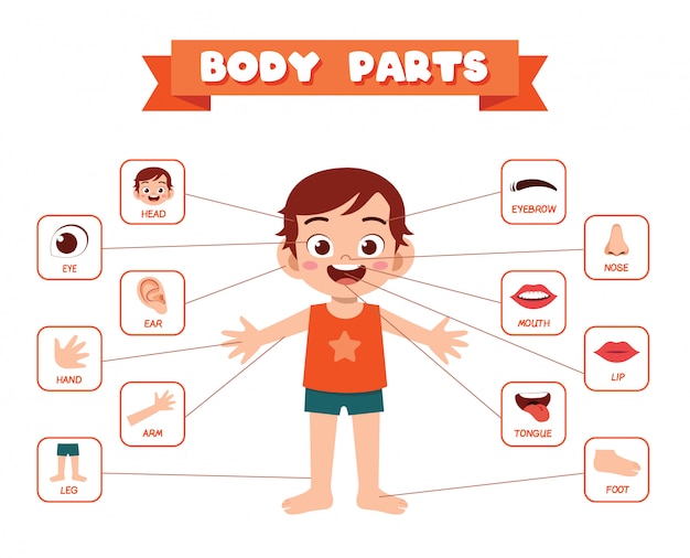 Happy cute kid boy body part anatomy