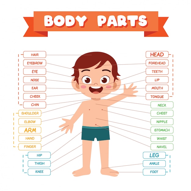 Happy cute kid boy body part anatomy