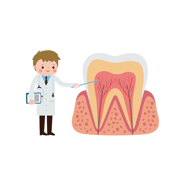 Vettore il personaggio di happy dentist with tooth è un cartoon carino con illustrazione vettoriale a sfondo bianco.