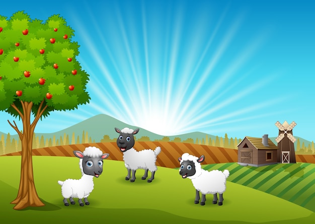 Happy three sheeps in farm background