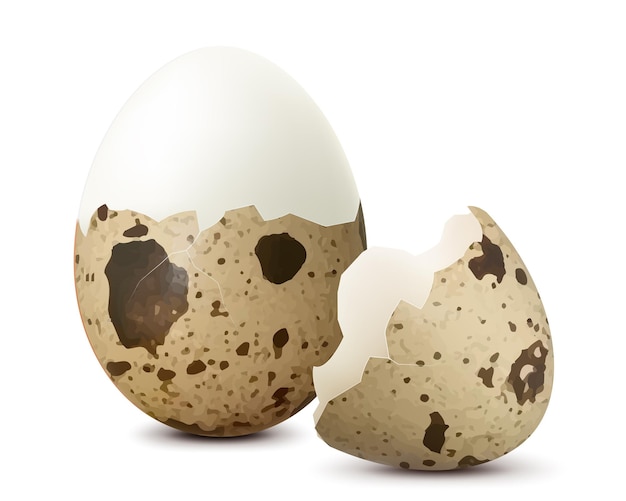 Vettore uovo di quaglia fresco sodo isolato su sfondo bianco uovo mezzo sbucciato con gusci d'uovo cibo sano con alto contenuto proteico modello per le vacanze di pasqua illustrazione vettoriale 3d realistica
