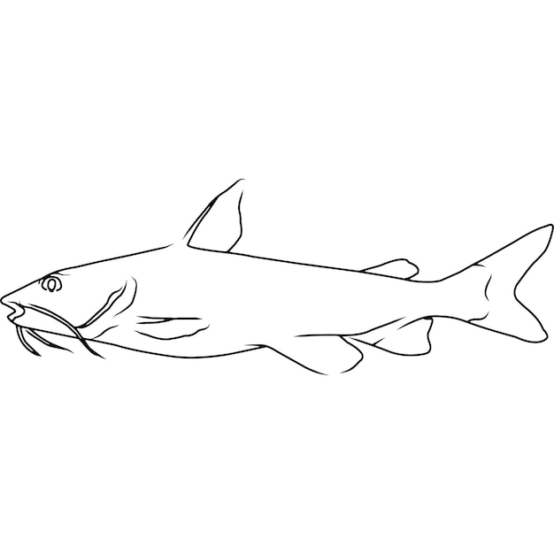 Hardhead catfish hand sketched hand drawn vector clipart