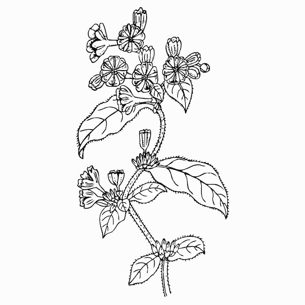 hardy blue-flowered leadwort
