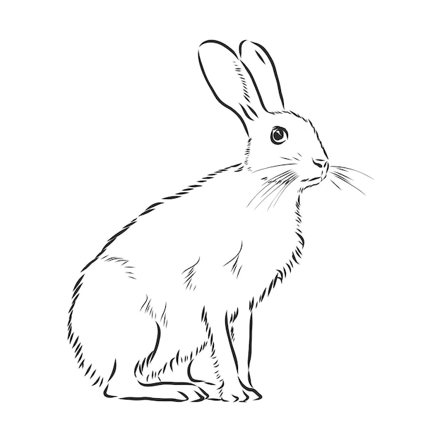 Hare doodle style sketch illustration hand drawn vector hare vector sketch illustration