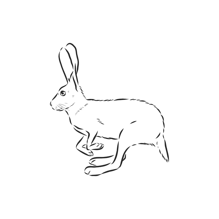 Vector hare doodle style sketch illustration hand drawn vector hare vector sketch illustration