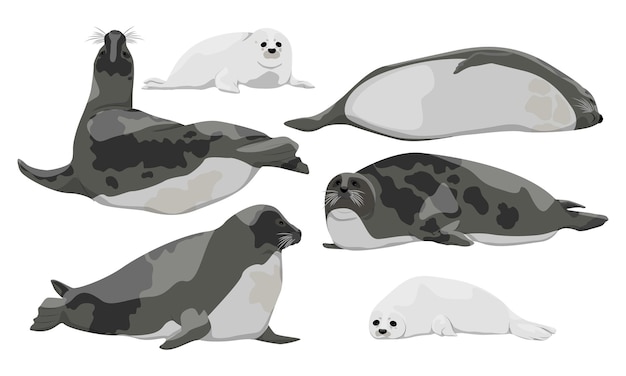 Vector harp seal saddleback seal or greenland seal