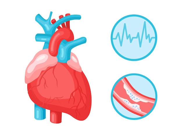 Hart menselijke anatomische en cardiovasculaire systeem, pulse cardiogram, dikke slagaders infographic geïsoleerd op een witte achtergrond. platte vectorillustratie. ontwerp voor geneeskunde, behandeling, gezondheidszorgconcept