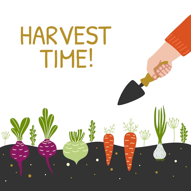 Harvest time banner with vegetables.