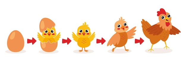 Hatching and growing process of chicken