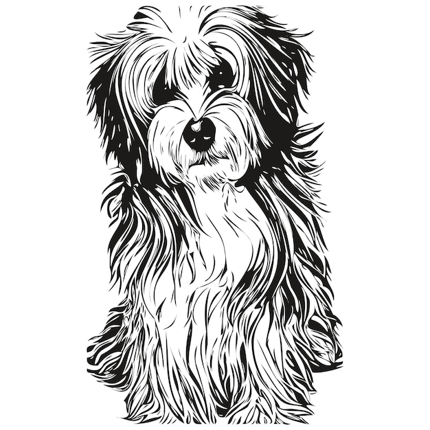 Havanese dog logo hand drawn line art vector drawing black and white pets illustration