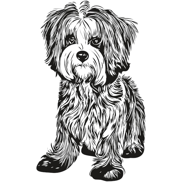 Havanezer hond hand getekend vector logo tekening zwart-wit lijn kunst huisdieren illustratie