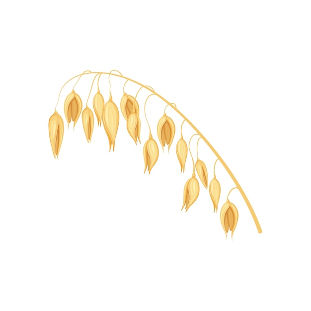 Haver rijp oor van haver illustratie voor voedselverpakking granen planten vector illustratie van granen i
