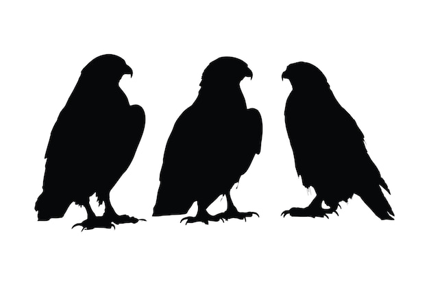 Havik staande in verschillende posities silhouet set vector Volwassen havik silhouet collectie op een witte achtergrond Carnivoor vogels zoals adelaars, valken en haviken volledige lichaam silhouet bundel