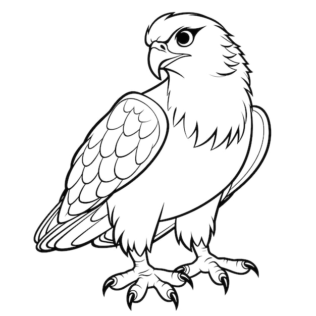 hawk coloring pages for kid