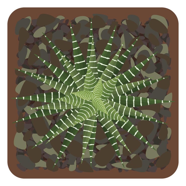 Vector haworthia fasciata. potted zebra plant isolated on white background. top view. vector illustration.