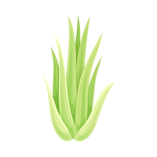 Haworthia succulente binnenplant Trendy home office decor vector illustratie