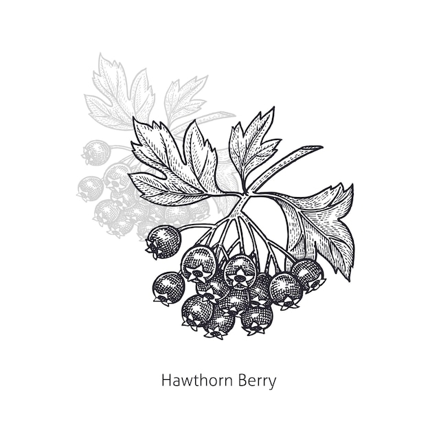 Hawthorn berries medical plant isolated on white background vector vintage black and white