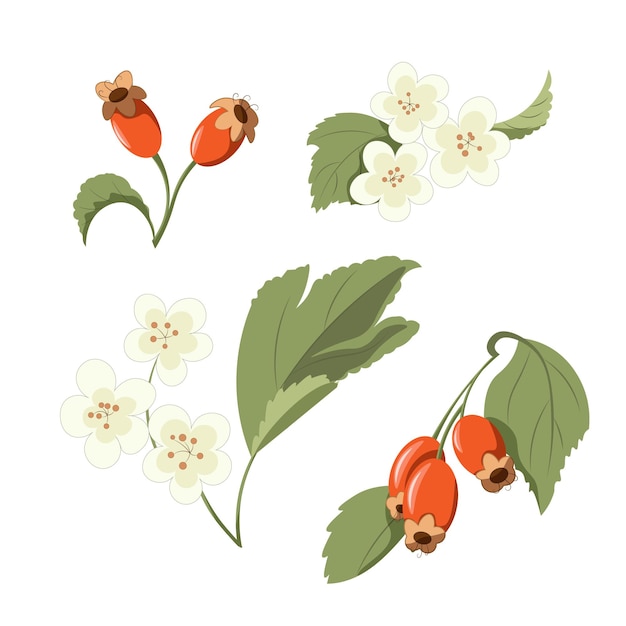 Вектор Ягоды боярышника и цветочная векторная иллюстрация лекарственное растение ягоды боярышника стоковое изображение