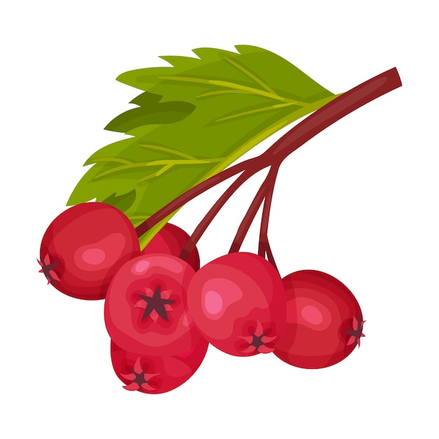 Vector hawthorn berry branch with cluster of red round small pome fruits vector illustration