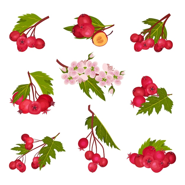 Vector hawthorn berry branches with red round small pome fruits vector set