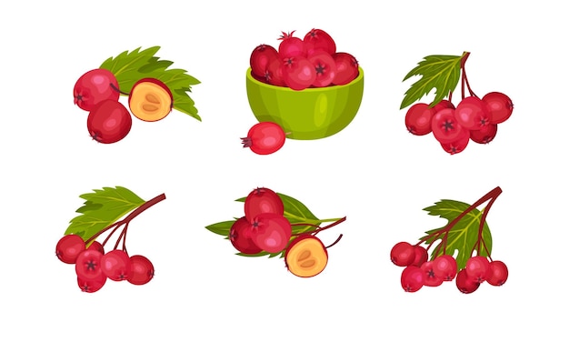 Vector hawthorn berry branches with red round small pome fruits vector set