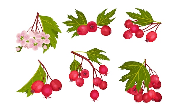 Vector hawthorn berry branches with red round small pome fruits vector set