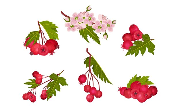 Hawthorn Berry takken met rode ronde kleine pome vruchten Vector Set