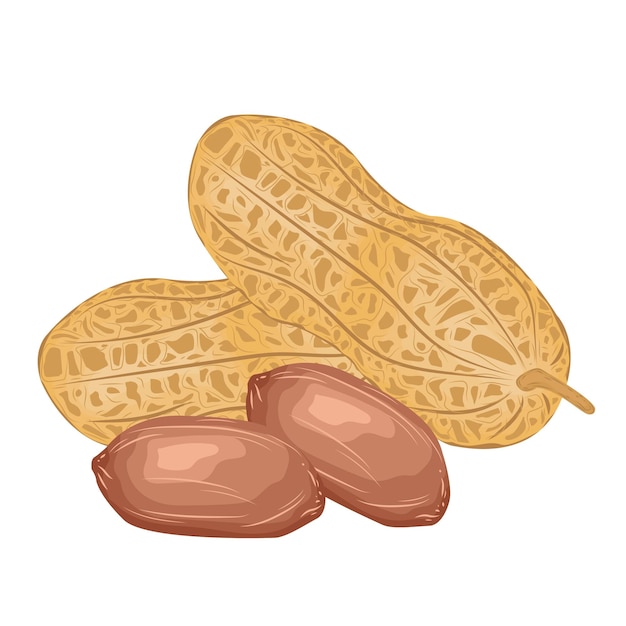 hazelnoot amandel cashew pinda product cartoon snack walnoot culinaire pit aziatische biologische pistache