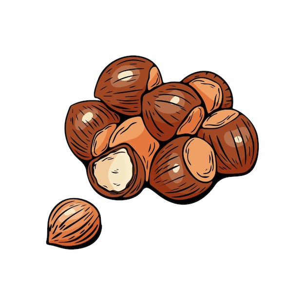 Hazelnoten met de hand getekend in een gedetailleerde gekleurde vectorcluster
