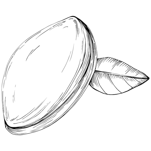 Vector hazelnut, filbert, cobnut hand-drawn isolated.