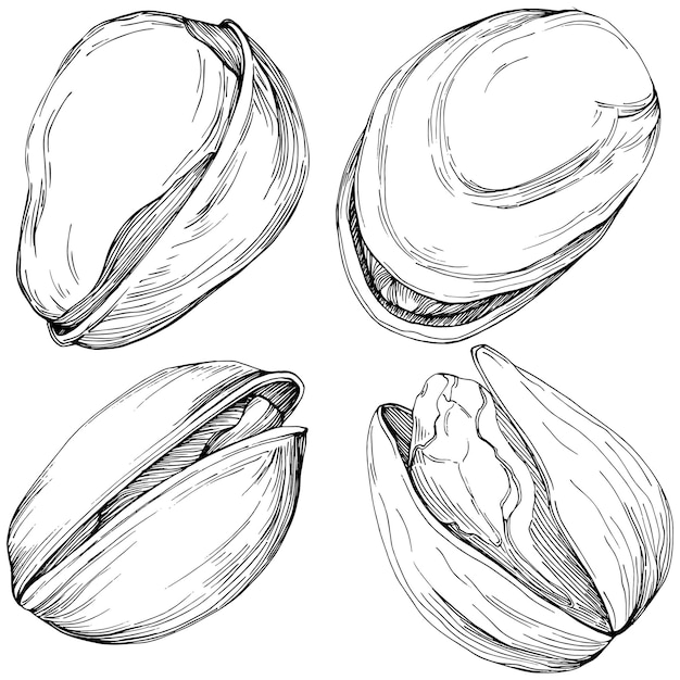 hazelnut, filbert, cobnut hand-drawn isolated.