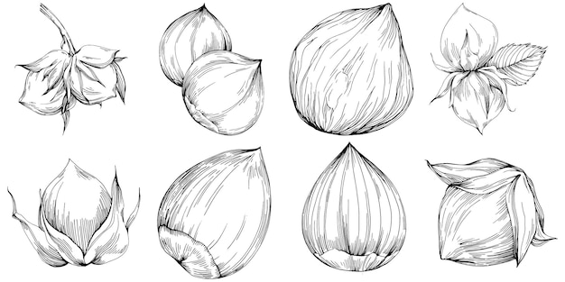 Орех фундука cobnut handdrawn изолированные