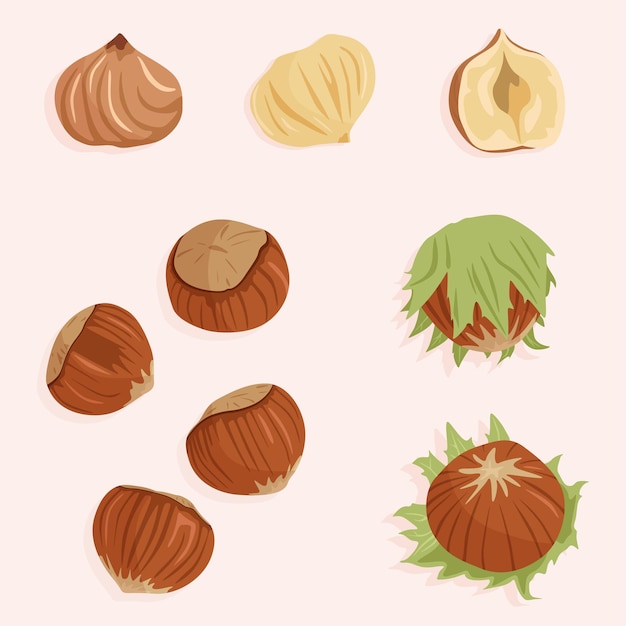 Vector hazelnut kernels