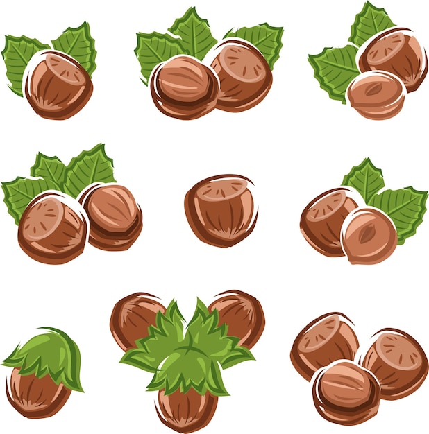 Hazelnut nuts set Vector