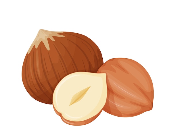 Vector hazelnut nuts in shell healthy and vegetarian foosd