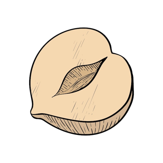 Hazelnut one fruit in a section Colored nut icon for bars and products