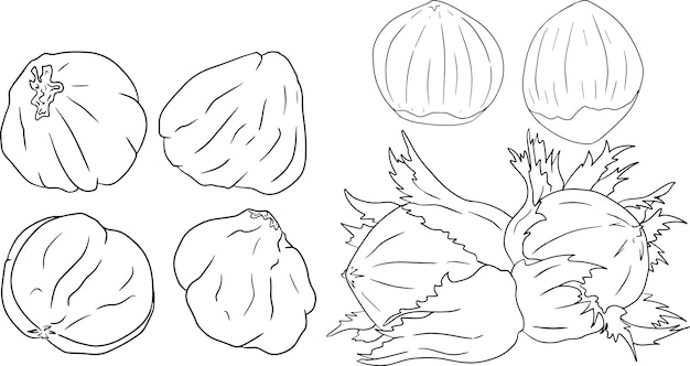 Hazelnut. Vector hand drawn nuts. Coloring pages with different sort of nuns.