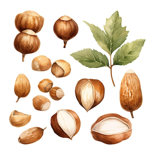 Hazelnut watercolor clipart white background