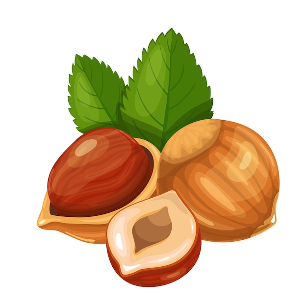 Vector hazelnut with leaves.