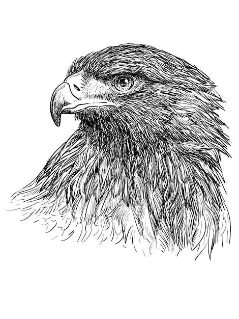 Head of bald eagle hand draw monochrome on white background vector illustration