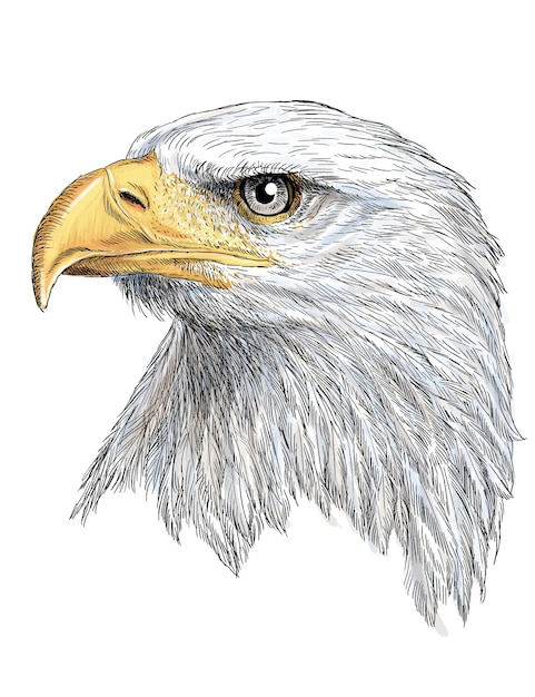 Head Of Bald Eagle Hand Draw And Paint On White