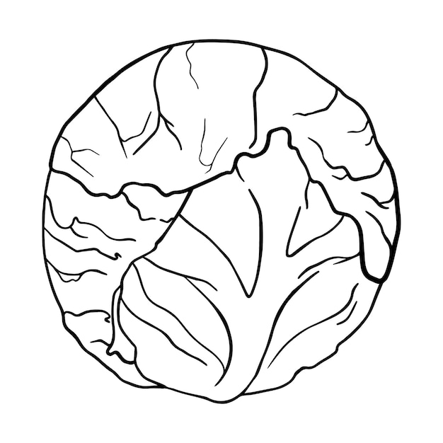 A head of cabbage is an ingredient for cooking food doodle linear cartoon